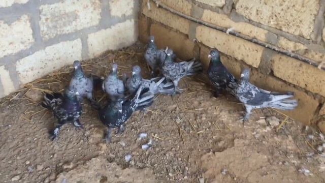 Бакинские мраморные смотреть онлайн