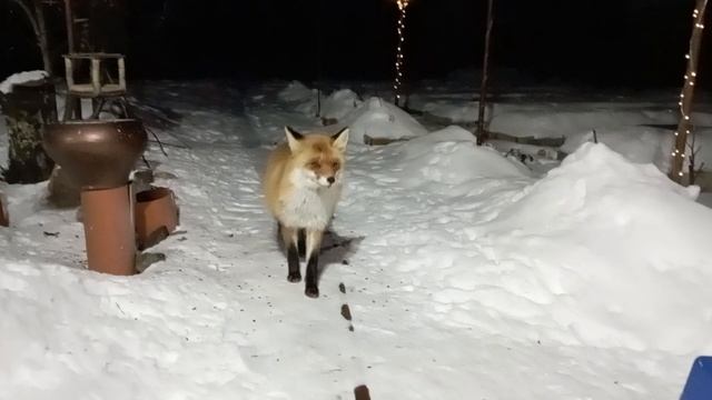 (962) Лиса приходит в гости. Февраль 2025 смотреть онлайн