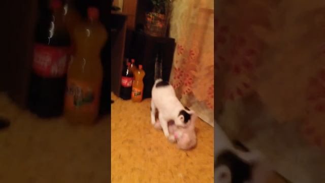 пошлый кот смотреть онлайн