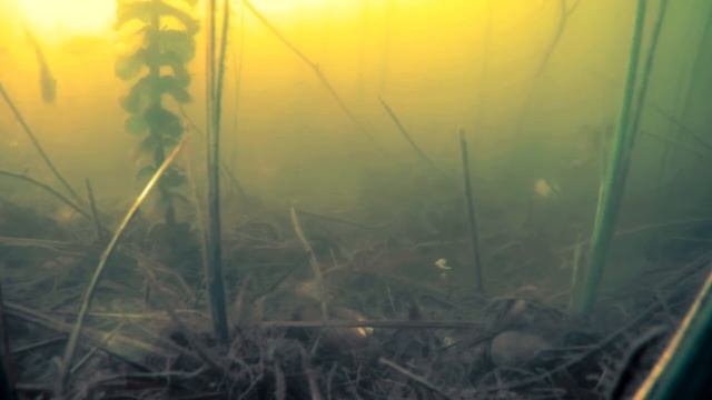 Рыбное богатство на Вязках) смотреть онлайн