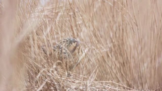 Большая выпь (лат Botaurus stellaris) - фильм, в котором рассказывается об этой птице. Пение выпи. смотреть онлайн