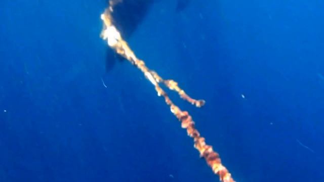 A Cautionary Whale Shark Tale