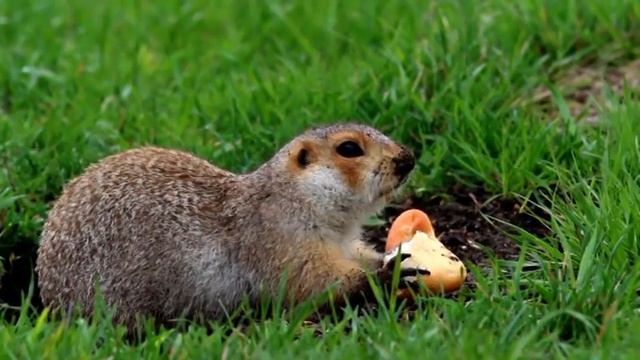 Суслик и булка / Spermophilus смотреть онлайн