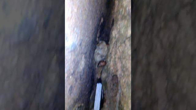 Sri Lanka. Hermit-crab (Рак-отшельник)