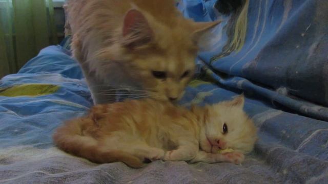 Kitten laid head on the palm.Котенок положил голову на ладошку. смотреть онлайн