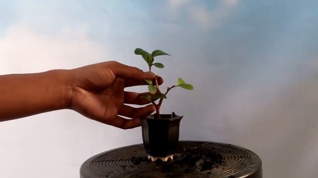 Membuat Mame, mini bonsai /Tanaman Hias Mini Hasil Stek Sianci смотреть онлайн