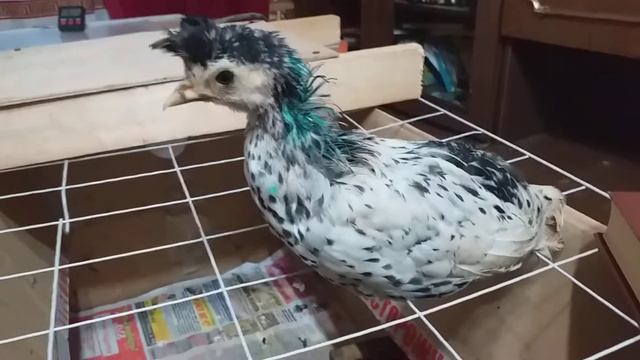 Свабодолюбивая птичка смотреть онлайн