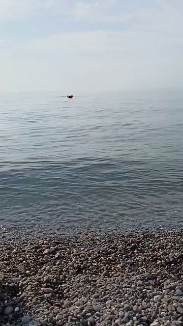 Чëрное море в 8 часов утра. Прозрачная и чистая вода. Рыбачье, Крым. #Крым #море #чëрноеморе смотреть онлайн