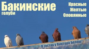Бакинские голуби красные, желтые, оловянные. В гостях у Виктора Белаш.
