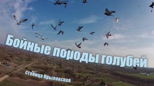 Бойные породы голубей - станица Крыловская.
