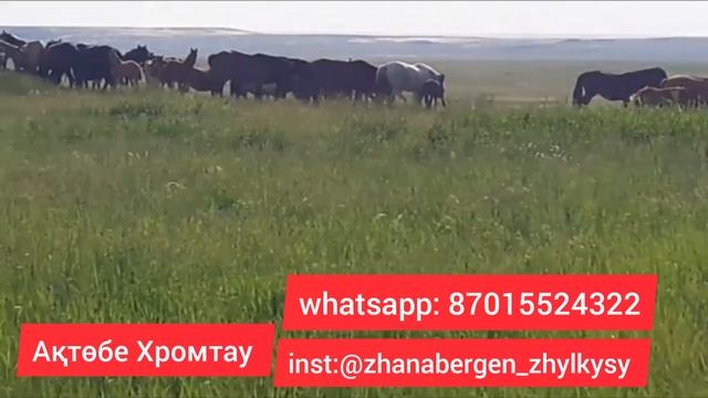Мұғалжар жылқысы мугалжар жылкысы Мугалжарская порода лошадей жылқы саудасы продажа лошадей смотреть онлайн
