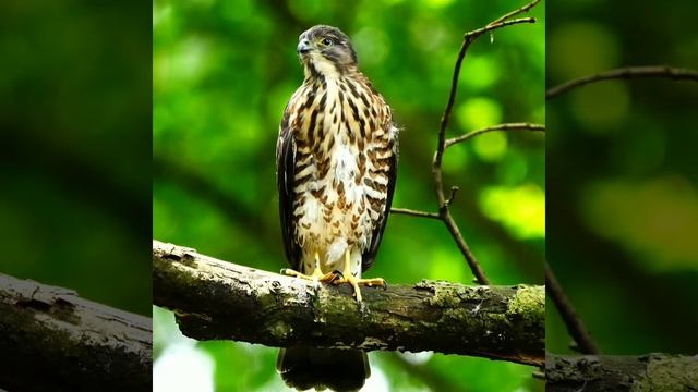 松雀鷹幼鳥的日常！Besla Hawk смотреть онлайн