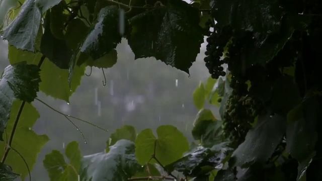 Rain in forest смотреть онлайн