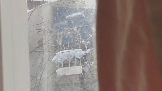 Зебровые амадины: любимое место смотреть онлайн