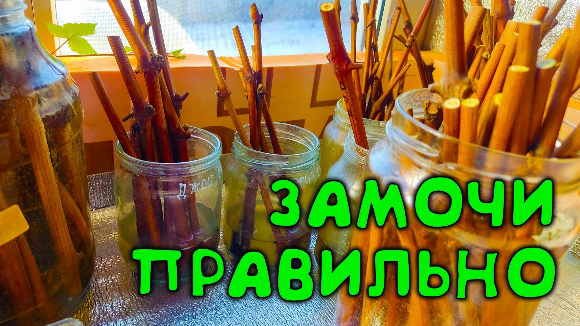 Четыре способа активации черенков винограда 🍇 Замачиваю черенки винограда 🍇 Готовлю черенки смотреть онлайн