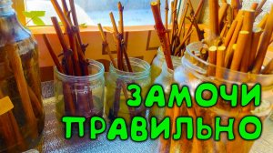 Четыре способа активации черенков винограда 🍇 Замачиваю черенки винограда 🍇 Готовлю черенки