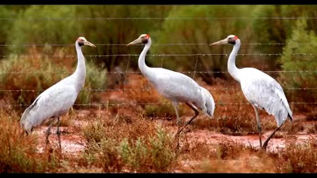 журавли.mp4 смотреть онлайн