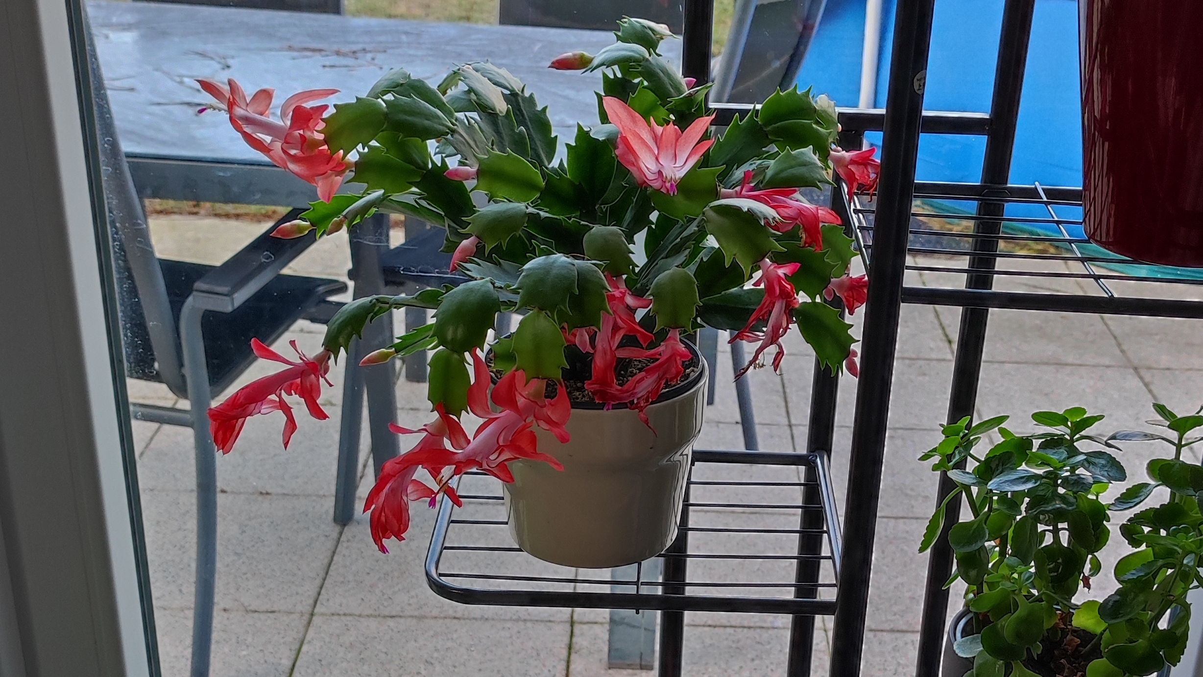 Как заставить цвести декабрист (рождественник)?