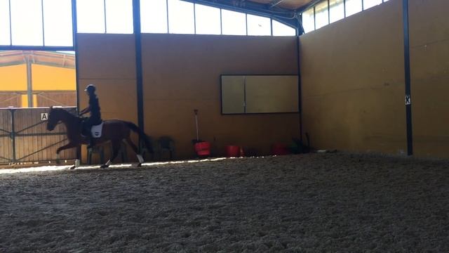 Donatello De Ymas 2016  ( 3 Years)