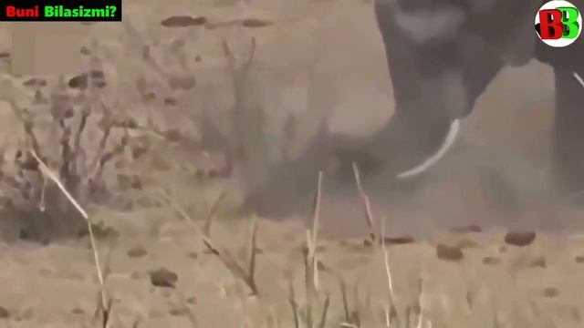 YIRTQICH,HAYVONLAR,JANGI,йирткич хайвонлар жанги