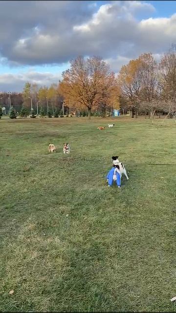 Собаки в парке