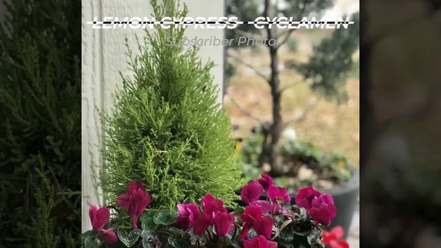 📷Subscriber Gardening Photos - February 2020🌺