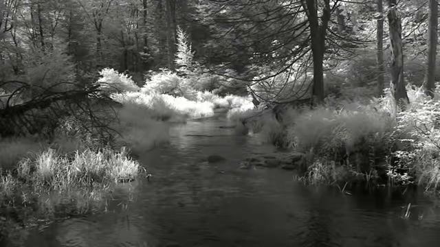 Природа/ ЧБ