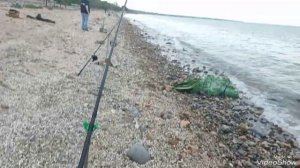 Отличный весенний выезд на набережную Таганрогского залива за пиленгасом🎣 #море #рыбалка #пеленгас