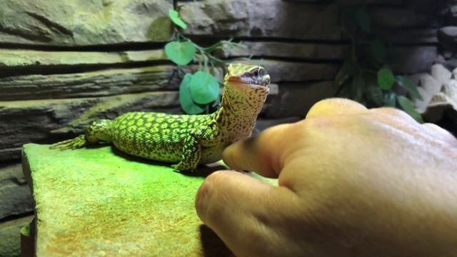 Ackie loves a chest scratch смотреть онлайн