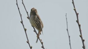 Песня просянки (Corn bunting, Emberiza calandra)