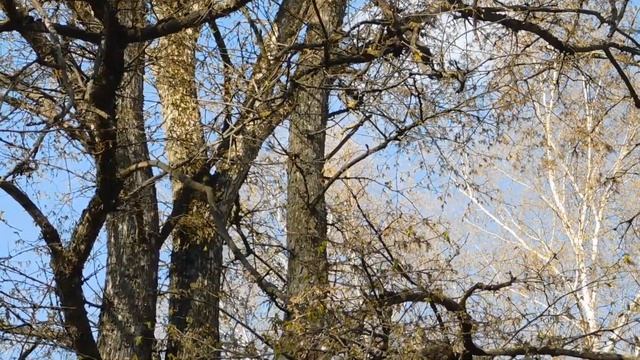 Пение птиц. Черноголовка, 1 мая 2021 года. смотреть онлайн