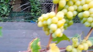 виноград ДАРЬЯ🍇😋🍇