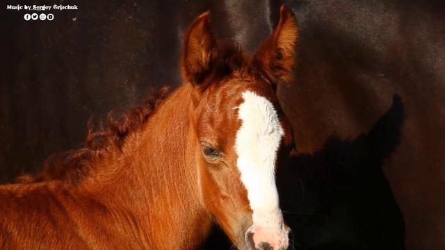 С НАЧАЛОМ ЛЕТА! Это Потрясающая Просто невероятная музыка для души Сергея Грищука! Очень красиво! смотреть онлайн