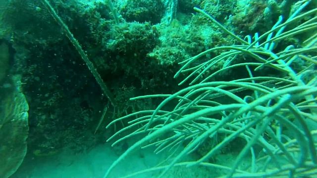 Lobster - Dive - Union Island - Caribbean смотреть онлайн