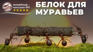 БЕЛКОВЫЙ КОРМ ДЛЯ МУРАВЬЕВ