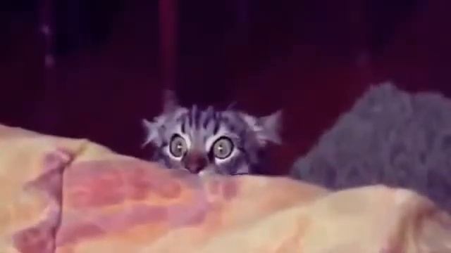 видеоприколы с кошками смотреть онлайн