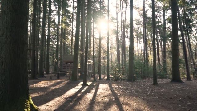 Звуки Летнего вечера в лесу смотреть онлайн