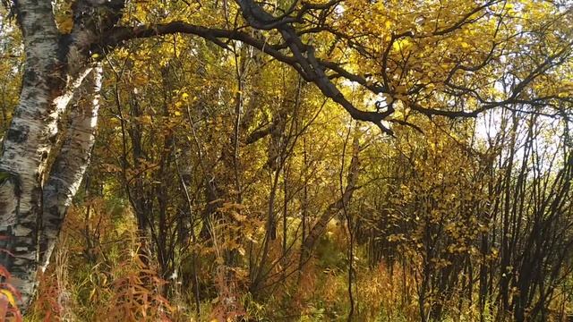Шум и тишина* Краски осени.. смотреть онлайн