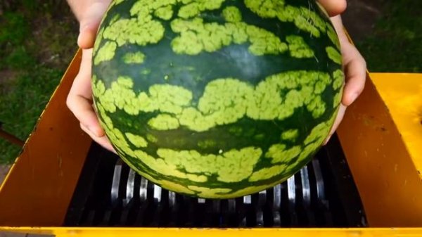 Арбуз огурцы капуста кабачки все выступили против безжалостного измельчителя