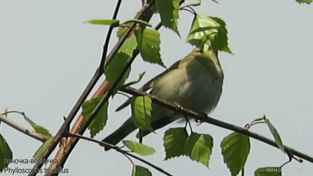 Пеночка-весничка - Phylloscopus trochilus - Willow warbler смотреть онлайн