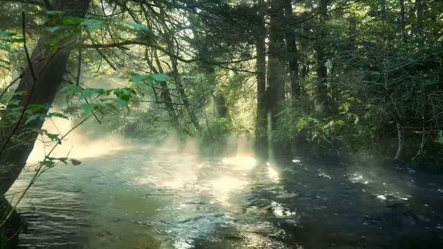 Живое бурление воды в весеннем лесу и пение тиц. смотреть онлайн