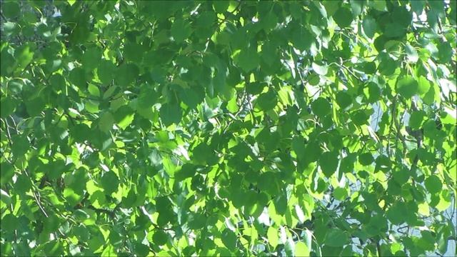 Jean Philippe Rameau - Rondeau des Indes Galantes..🎵👍 смотреть онлайн