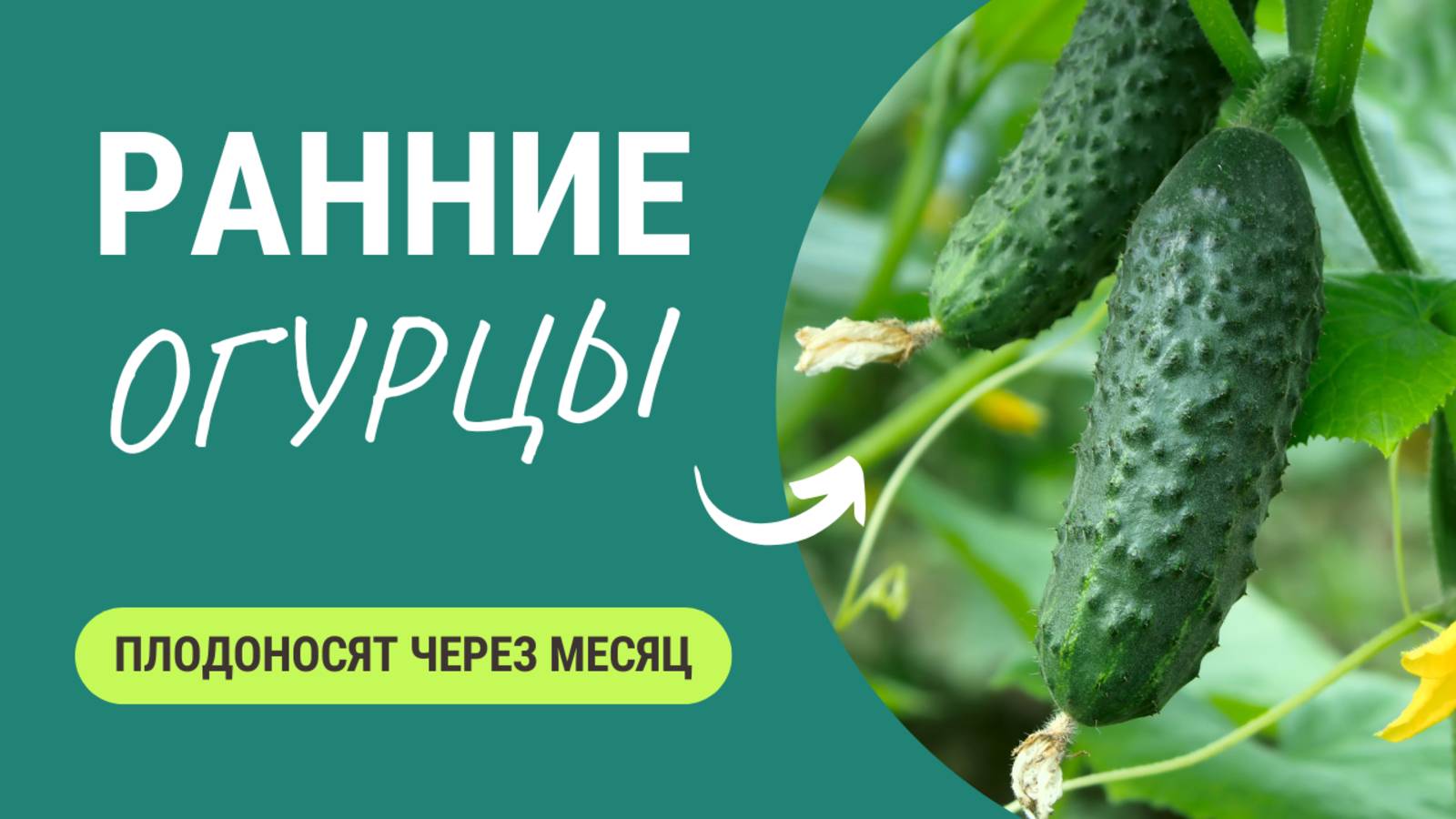 Самые РАННИЕ сорта ОГУРЦОВ! Не успел посадить, а огурцы уже на столе смотреть онлайн