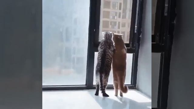 Два кота у окна машут хвостиками... 🐈🐈 #сидимдома #животные #кошки #дом смотреть онлайн