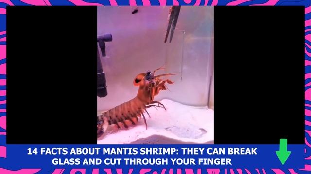 Mantis Shrimp Break Glass смотреть онлайн