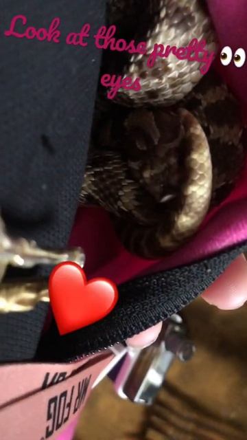 Hognose snake смотреть онлайн