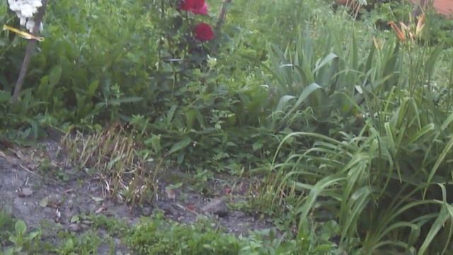 Пташиний ранковий спів. смотреть онлайн