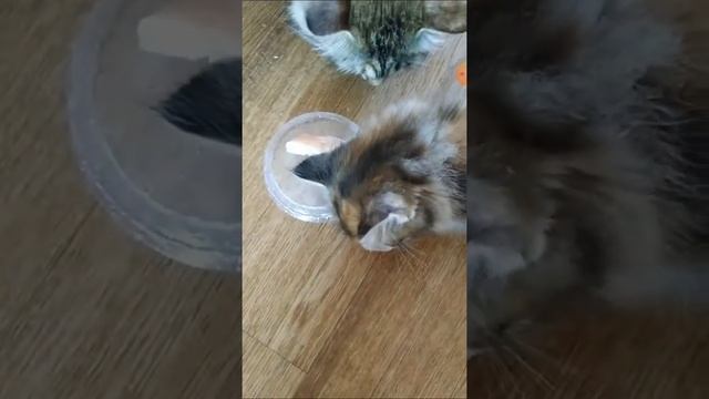 кошка ест корм 2 реакция смотреть онлайн