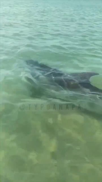 Анапа Море 🐬Дельфины, Позируют, рады Людям!!! 13.08.2023 год!!! смотреть онлайн