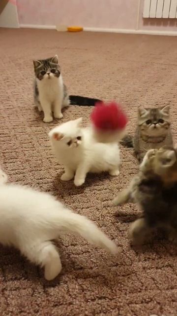 Лучшие кото-друзья❤ Экзотические котята. Продажа Санкт-Петербург смотреть онлайн